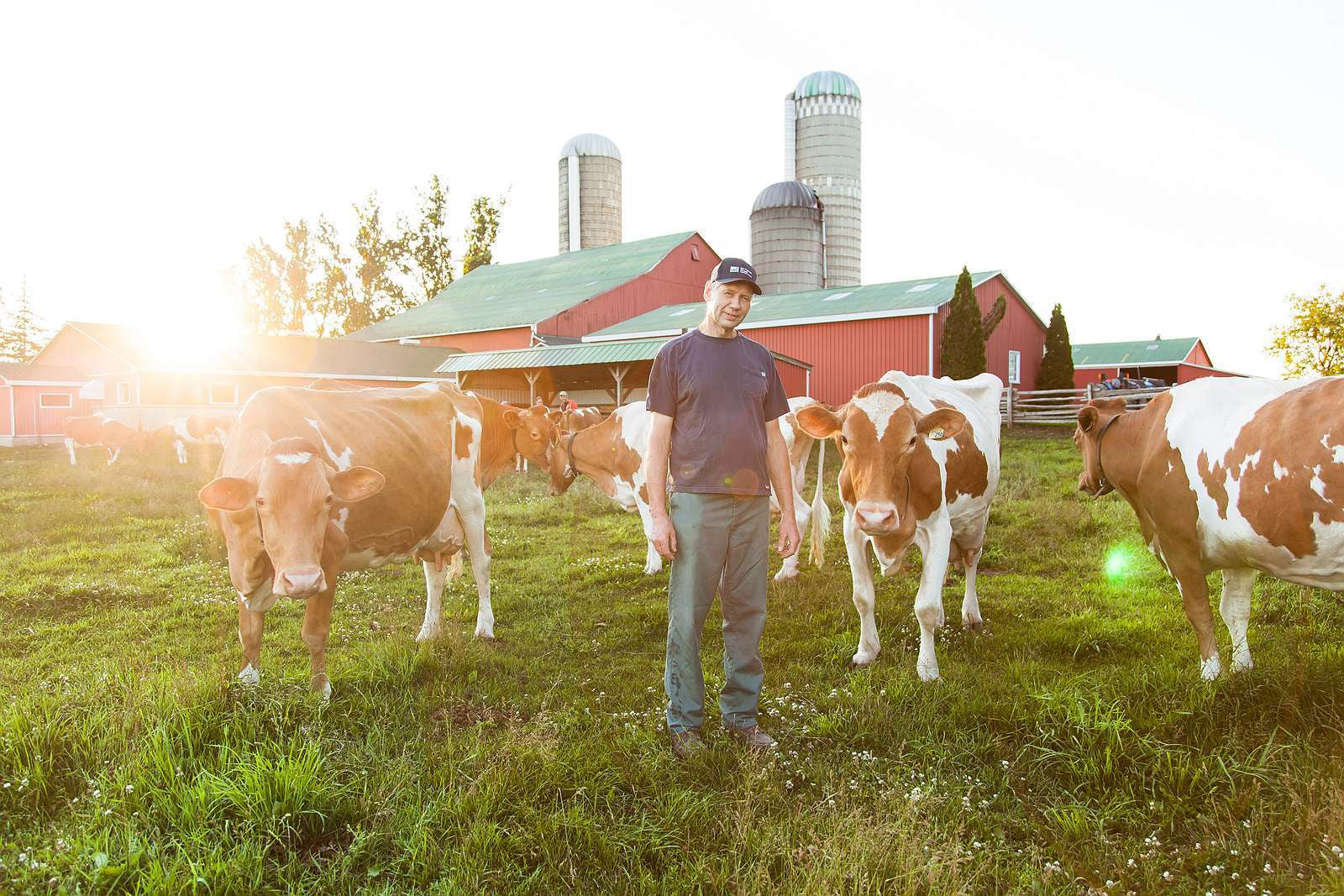 Jim Eby and his Guernseys. Image from Eby Manor website.